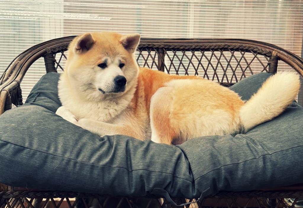 U'mitsuha Kitsune No Koji